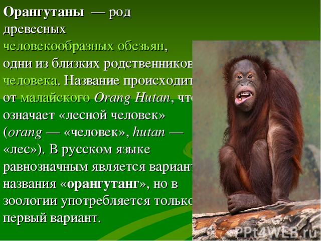 Орангутаны  — род древесных человекообразных обезьян, одни из близких родственников человека. Название происходит от малайского Orang Hutan, что означает «лесной человек» (orang — «человек», hutan — «лес»). В русском языке равнозначным является вари…
