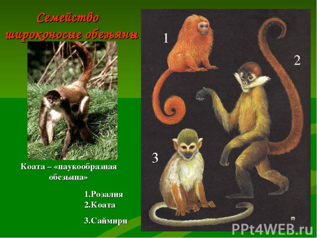 Семейство широконосые обезьяны 1 2 3 1.Розалия 2.Коата 3.Саймири Коата – «паукообразная обезьяна»
