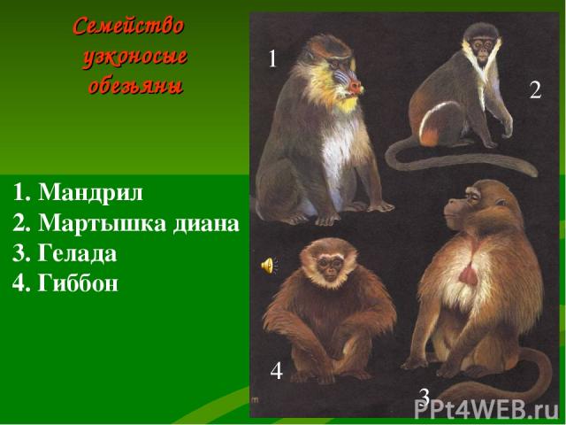 Семейство узконосые обезьяны 1 2 3 4 1. Мандрил 2. Мартышка диана 3. Гелада 4. Гиббон