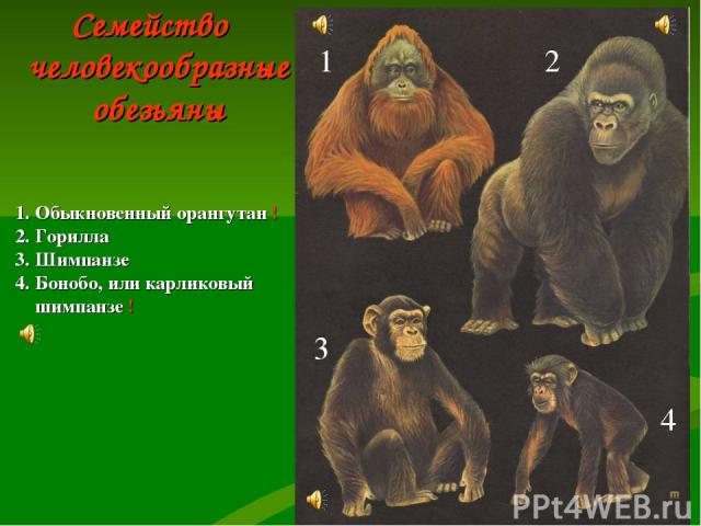 Семейство человекообразные обезьяны 1 2 3 4 1. Обыкновенный орангутан ! 2. Горилла 3. Шимпанзе 4. Бонобо, или карликовый шимпанзе !