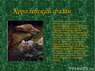 Королевский фазан Королевский фазан населяет лесные пространства и высокотравные