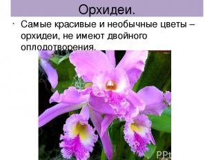 Орхидеи. Самые красивые и необычные цветы – орхидеи, не имеют двойного оплодотво