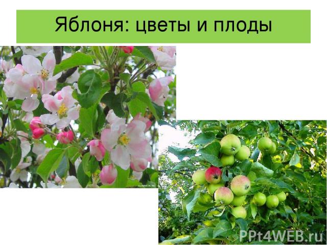Яблоня: цветы и плоды