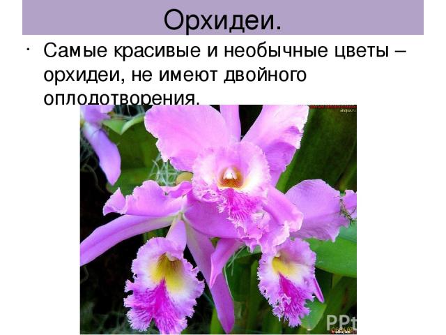 Орхидеи. Самые красивые и необычные цветы – орхидеи, не имеют двойного оплодотворения.