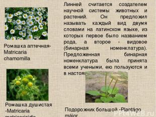 «Ариаднина нить ботаники - система, без которой в ботанике хаос, - писал К.Линне