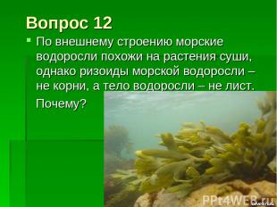 Вопрос 12 По внешнему строению морские водоросли похожи на растения суши, однако