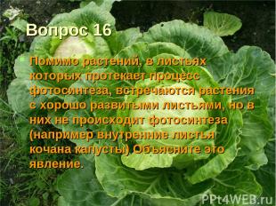 Вопрос 16 Помимо растений, в листьях которых протекает процесс фотосинтеза, встр