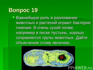 Вопрос 19 Важнейшую роль в разложении животных и растений играют бактерии гниени