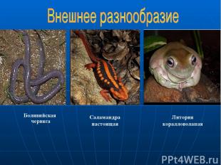 Литория коралловолапая Боливийская червяга Саламандра настоящая