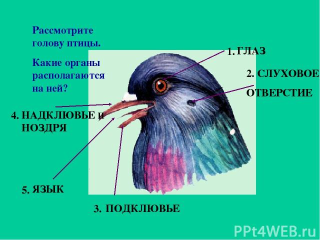 Рассмотрите голову птицы. Какие органы располагаются на ней? 1. 2. 3. 5. 4. ГЛАЗ СЛУХОВОЕ ОТВЕРСТИЕ ПОДКЛЮВЬЕ ЯЗЫК НАДКЛЮВЬЕ И НОЗДРЯ
