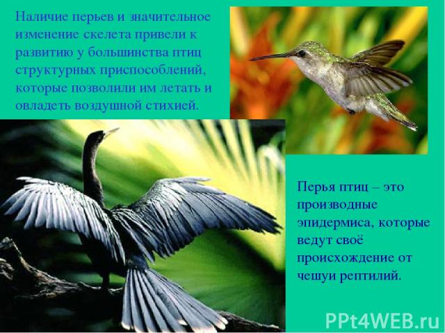 Наличие перьев и значительное изменение скелета привели к развитию у большинства птиц структурных приспособлений, которые позволили им летать и овладеть воздушной стихией. Перья птиц – это производные эпидермиса, которые ведут своё происхождение от …