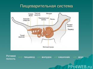 Пищеварительная система Ротовая полость пищевод желудок кишечник анус