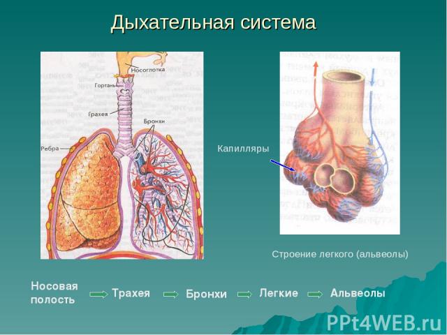 Дыхательная система Бронхи Строение легкого (альвеолы) Капилляры Носовая полость Трахея Легкие Альвеолы