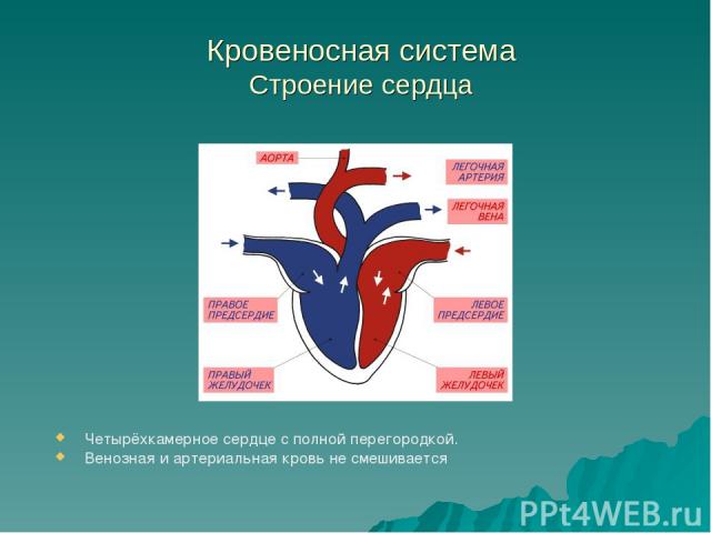 Кровеносная система Строение сердца Четырёхкамерное сердце с полной перегородкой. Венозная и артериальная кровь не смешивается