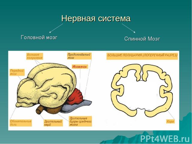 Нервная система Головной мозг Спинной Мозг