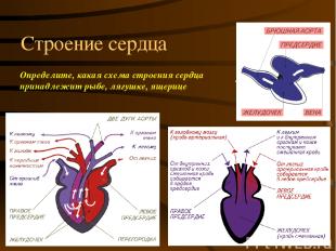 Строение сердца Определите, какая схема строения сердца принадлежит рыбе, лягушк