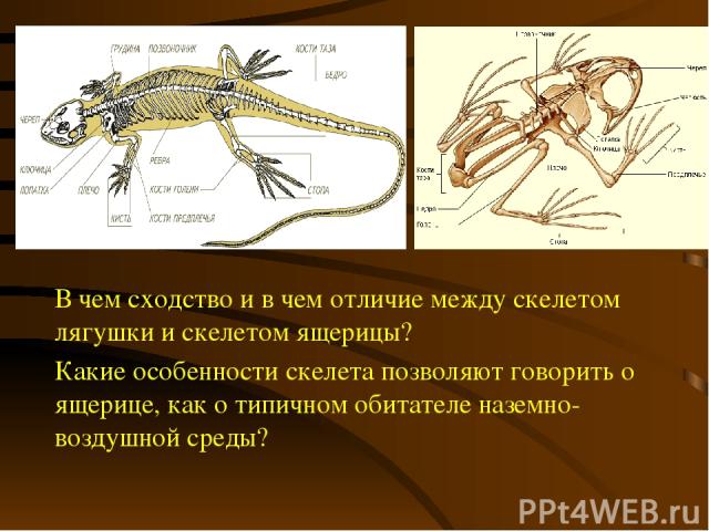 В чем сходство и в чем отличие между скелетом лягушки и скелетом ящерицы? Какие особенности скелета позволяют говорить о ящерице, как о типичном обитателе наземно-воздушной среды?