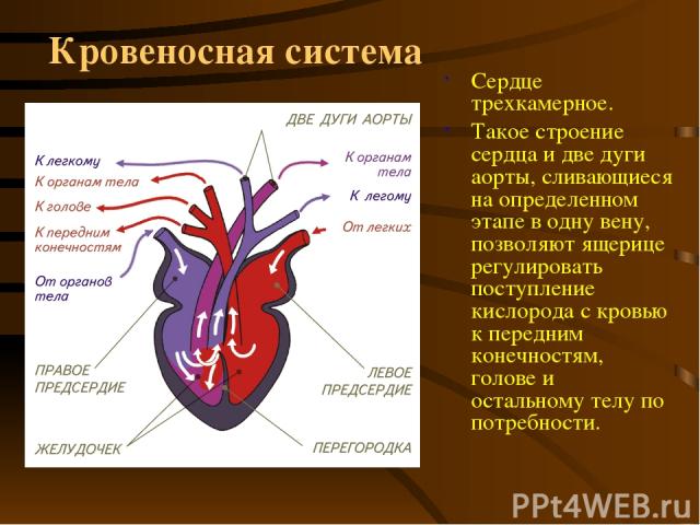 Кровеносная система Сердце трехкамерное. Такое строение сердца и две дуги аорты, сливающиеся на определенном этапе в одну вену, позволяют ящерице регулировать поступление кислорода с кровью к передним конечностям, голове и остальному телу по потребности.