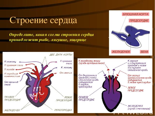 Строение сердца Определите, какая схема строения сердца принадлежит рыбе, лягушке, ящерице