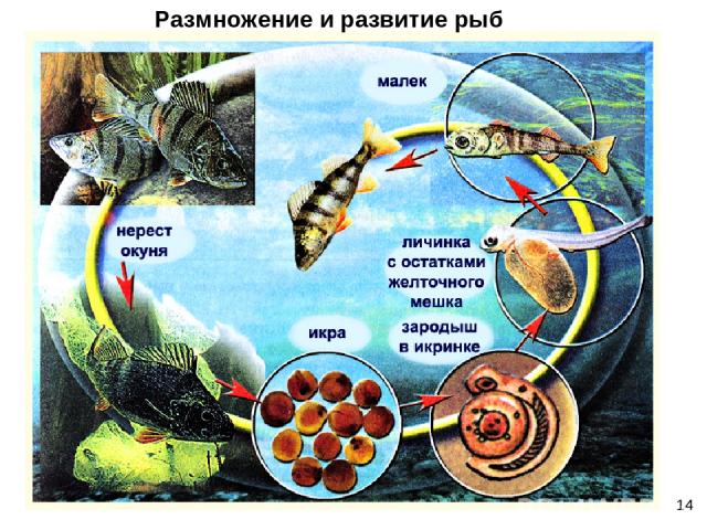 Размножение и развитие рыб 14