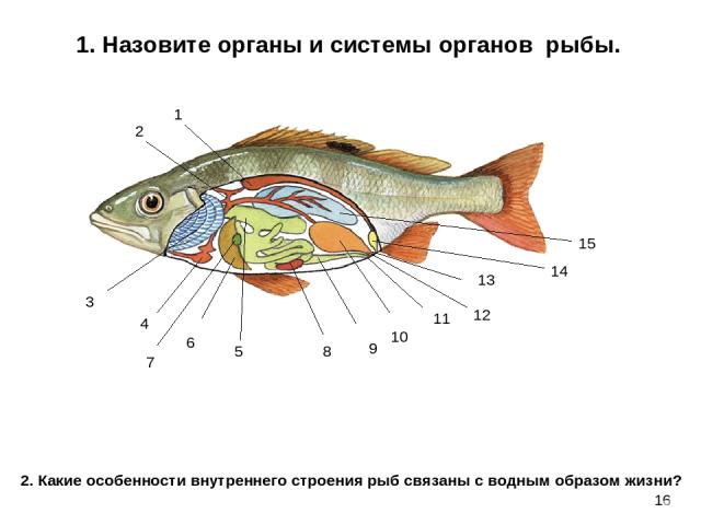 16 1. Назовите органы и системы органов рыбы. 1 2 3 4 5 6 7 8 9 10 11 13 12 14 15 2. Какие особенности внутреннего строения рыб связаны с водным образом жизни?