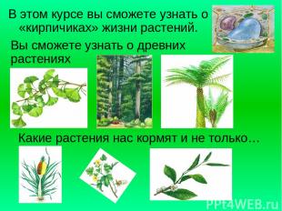 В этом курсе вы сможете узнать о «кирпичиках» жизни растений. Вы сможете узнать