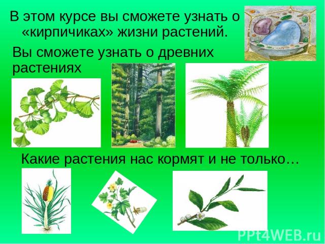 В этом курсе вы сможете узнать о «кирпичиках» жизни растений. Вы сможете узнать о древних растениях Какие растения нас кормят и не только…