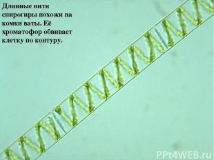 Длинные нити спирогиры похожи на комки ваты. Её хроматофор обвивает клетку по ко
