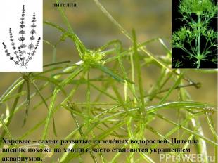 Харовые – самые развитые из зелёных водорослей. Нителла внешне похожа на хвощи и