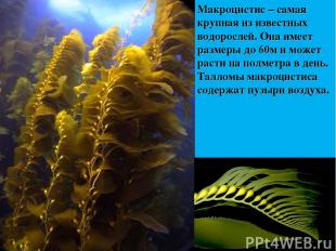 Макроцистис – самая крупная из известных водорослей. Она имеет размеры до 60м и