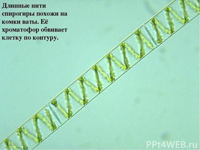 Длинные нити спирогиры похожи на комки ваты. Её хроматофор обвивает клетку по контуру.
