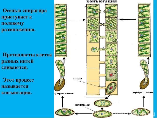 Осенью спирогира приступает к половому размножению. Протопласты клеток разных нитей сливаются. Этот процесс называется конъюгация.
