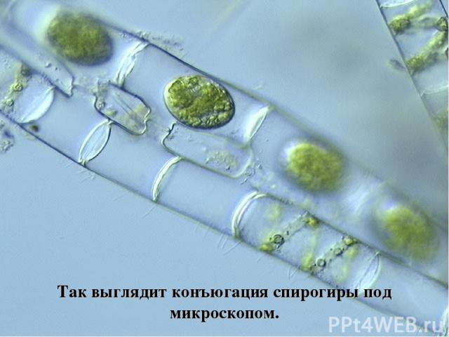 Так выглядит конъюгация спирогиры под микроскопом.