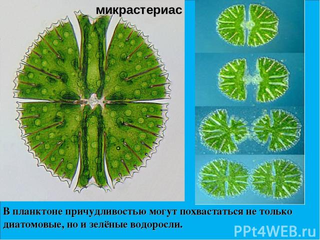 В планктоне причудливостью могут похвастаться не только диатомовые, но и зелёные водоросли. микрастериас