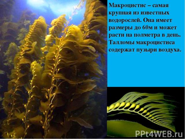 Макроцистис – самая крупная из известных водорослей. Она имеет размеры до 60м и может расти на полметра в день. Талломы макроцистиса содержат пузыри воздуха.