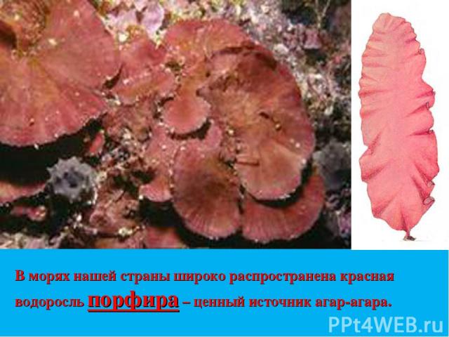 В морях нашей страны широко распространена красная водоросль порфира – ценный источник агар-агара.