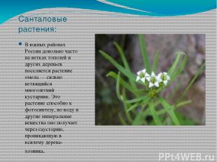 Санталовые растения: В южных районах России довольно часто на ветках тополей и д