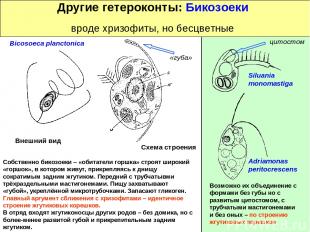 Другие гетероконты: Бикозоеки вроде хризофиты, но бесцветные Siluania monomastig