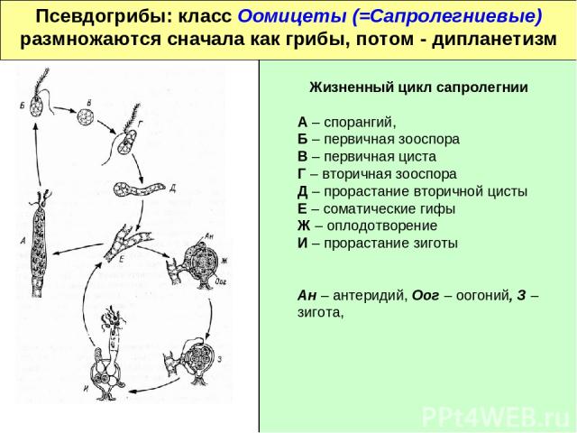 Псевдогрибы: класс Оомицеты (=Сапролегниевые) размножаются сначала как грибы, потом - дипланетизм Жизненный цикл сапролегнии А – спорангий, Б – первичная зооспора В – первичная циста Г – вторичная зооспора Д – прорастание вторичной цисты Е – соматич…