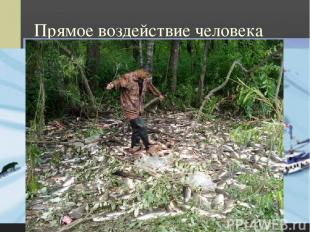 Прямое воздействие человека Браконьерство в Крымском заповеднике На Алтае На Анг