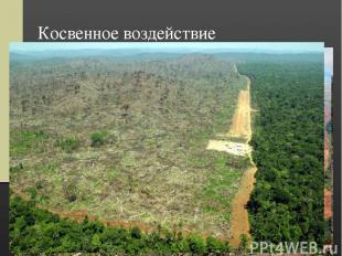 Косвенное воздействие Вырубка лесов