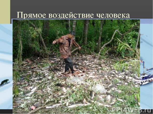 Прямое воздействие человека Браконьерство в Крымском заповеднике На Алтае На Ангаре