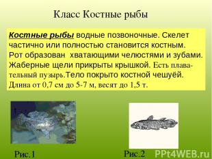Класс Костные рыбы Костные рыбы водные позвоночные. Скелет частично или полность