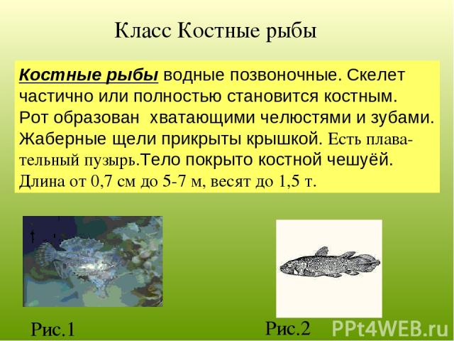 Класс Костные рыбы Костные рыбы водные позвоночные. Скелет частично или полностью становится костным. Рот образован хватающими челюстями и зубами. Жаберные щели прикрыты крышкой. Есть плава- тельный пузырь.Тело покрыто костной чешуёй. Длина от 0,7 с…