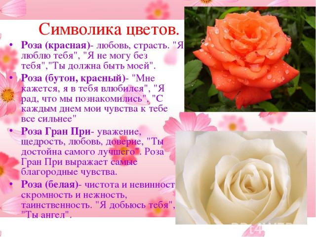 Символика цветов. Роза (красная)- любовь, страсть. 