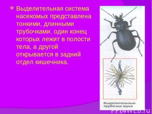Выделительная система насекомых представлена тонкими, длинными трубочками, один