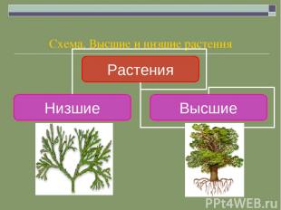 Схема. Высшие и низшие растения