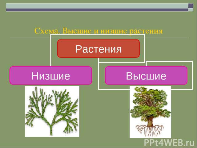 Схема. Высшие и низшие растения