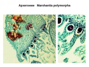 Архегонии Marshantia polymorpha