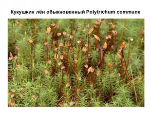 Кукушкин лён обыкновенный Polytrichum commune